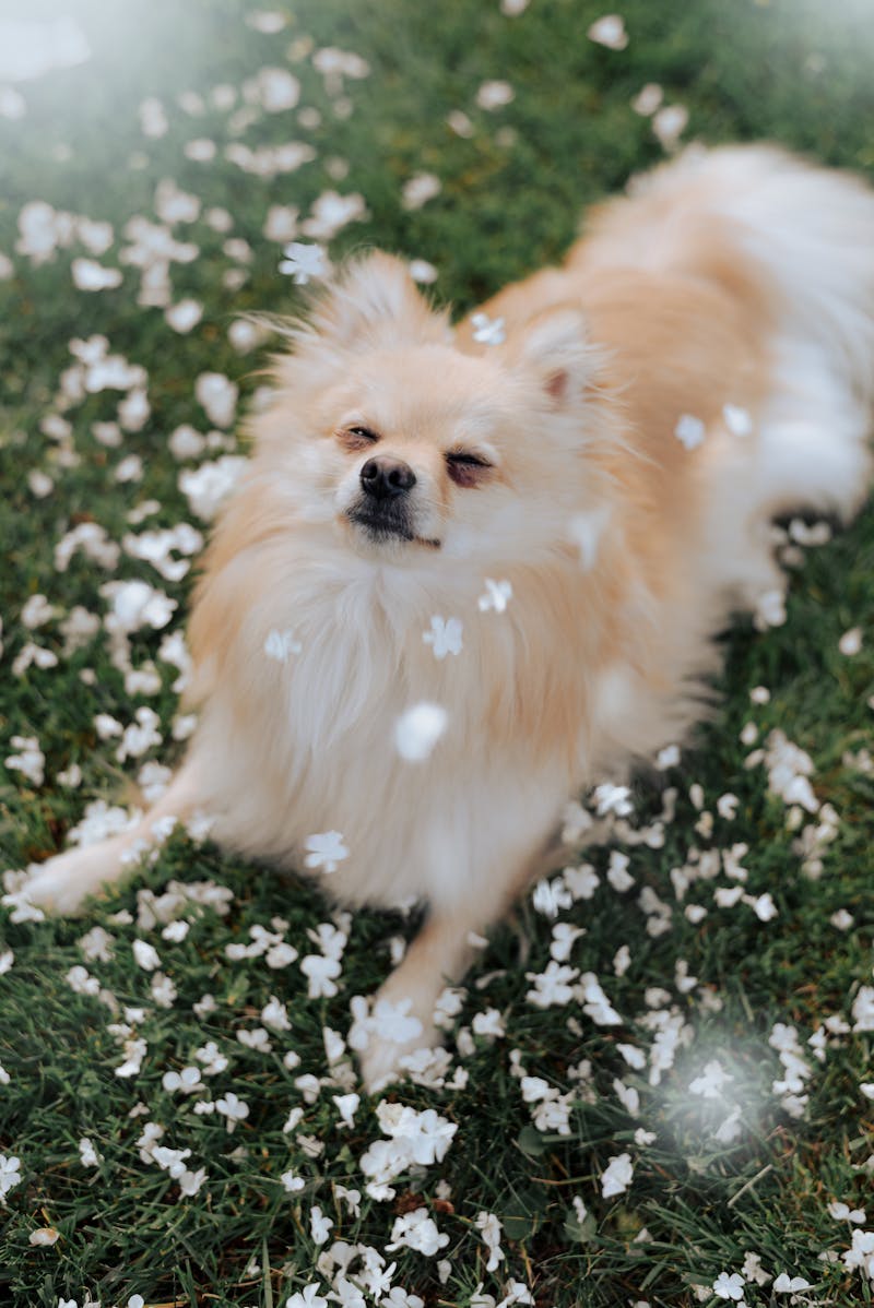 Mon chien ne boite plus